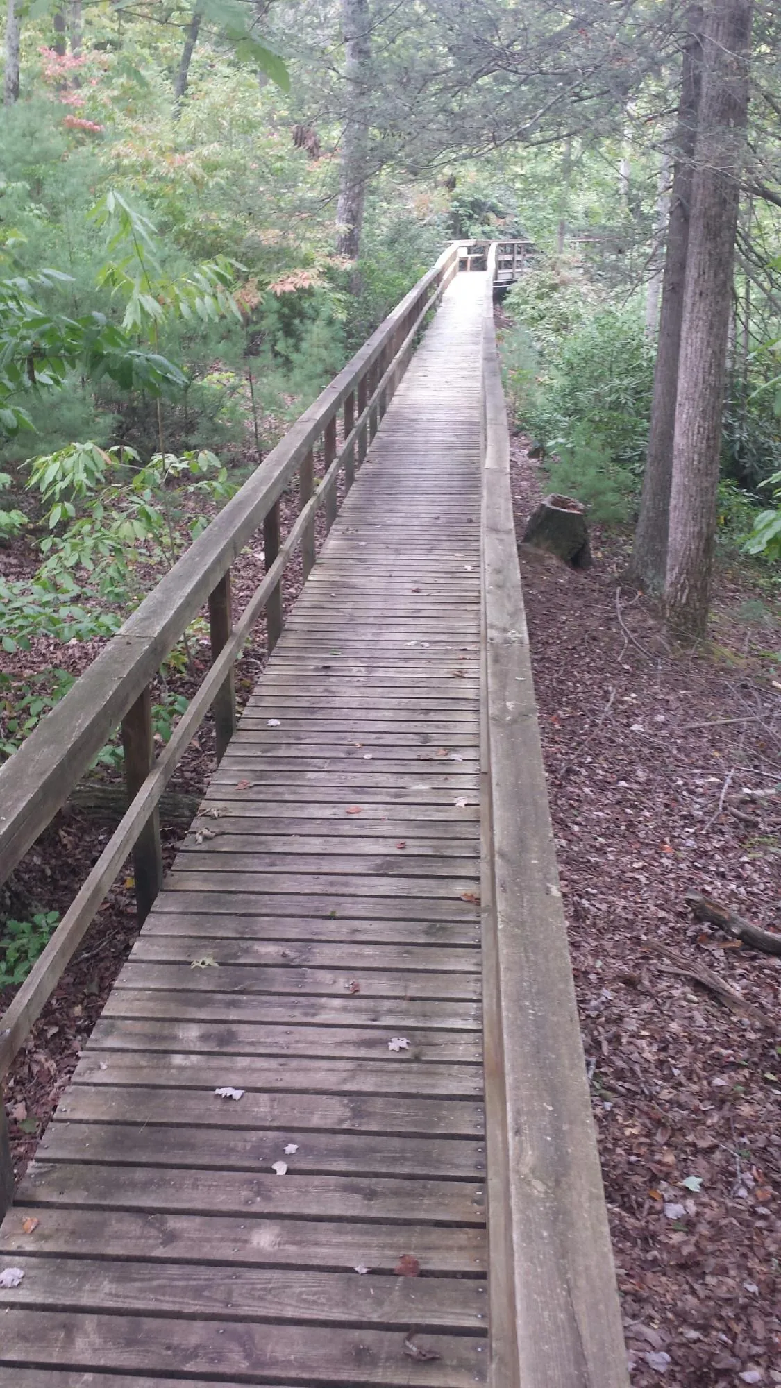 Long wood walkway with handrails built through the woods in Oakhurst